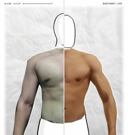 Torso Comparison