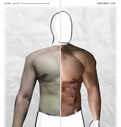 Torso Comparison