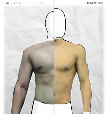 Torso Comparison