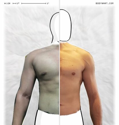 Torso Comparison