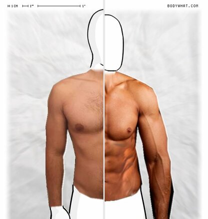 Torso Comparison