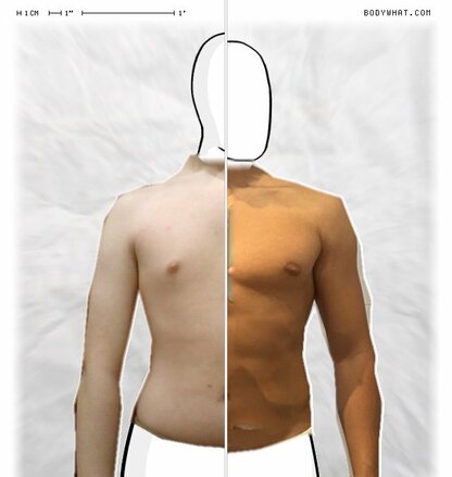 Torso Comparison