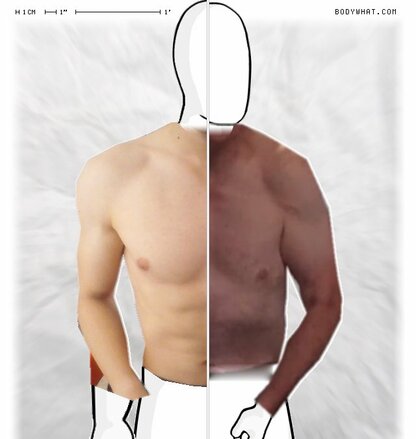 Torso Comparison