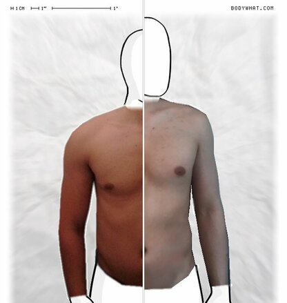 Torso Comparison