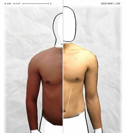 Torso Comparison