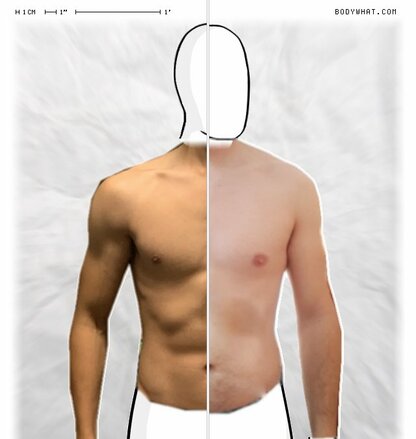 Torso Comparison