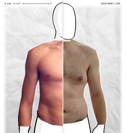 Torso Comparison