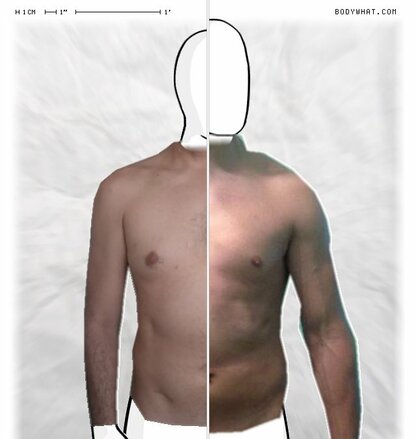 Torso Comparison