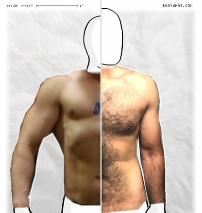 Torso Comparison