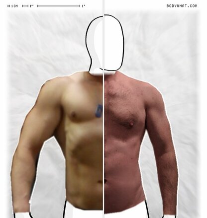 Torso Comparison