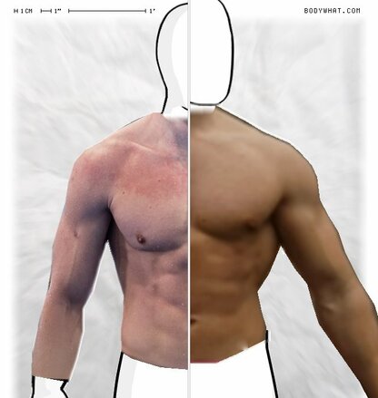 Torso Comparison