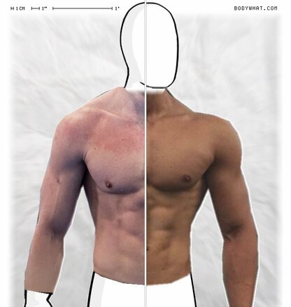 Torso Comparison