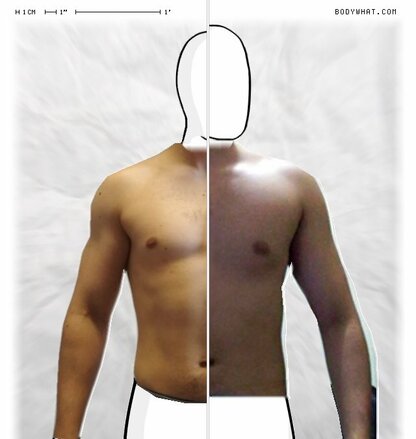 Torso Comparison
