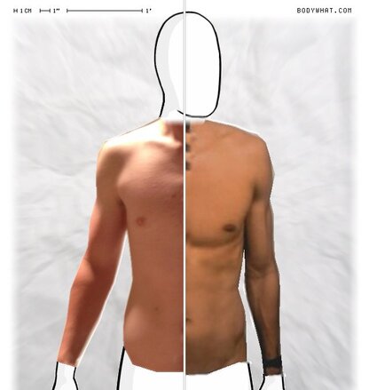 Torso Comparison