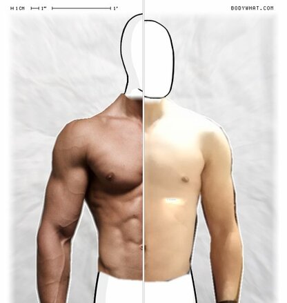 Torso Comparison