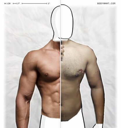 Torso Comparison
