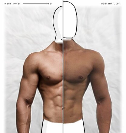Torso Comparison