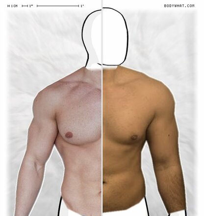 Torso Comparison