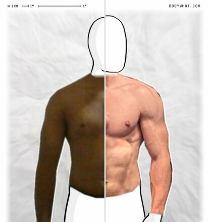 Torso Comparison
