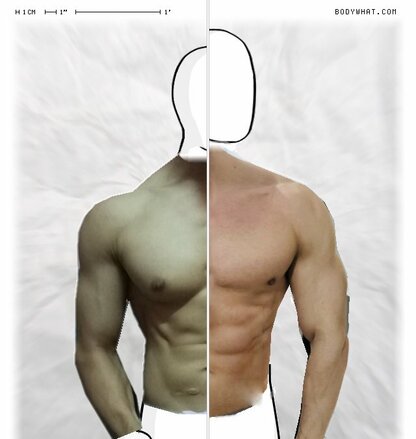 Torso Comparison