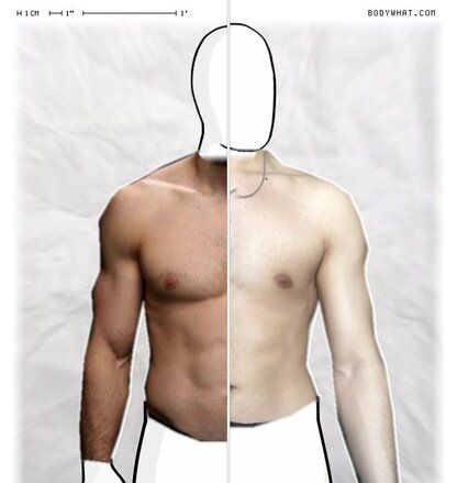 Torso Comparison