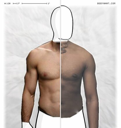 Torso Comparison