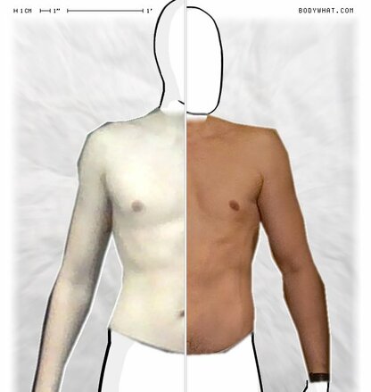 Torso Comparison