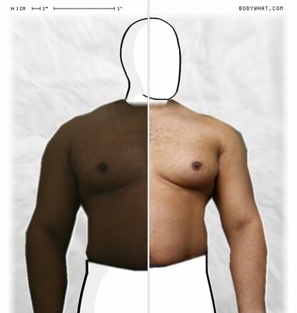 Torso Comparison