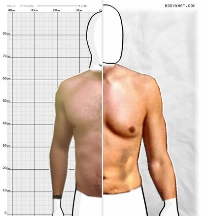 Torso Comparison