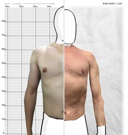 Torso Comparison