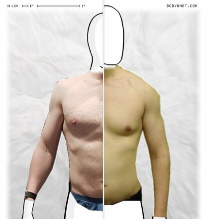 Torso Comparison