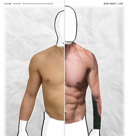 Torso Comparison