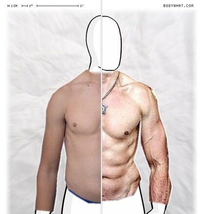 Torso Comparison