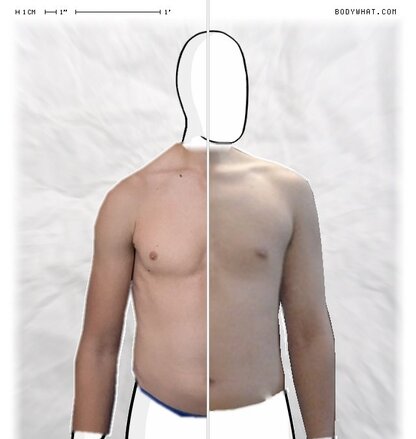 Torso Comparison