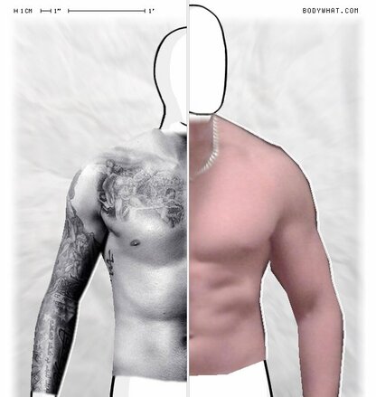 Torso Comparison