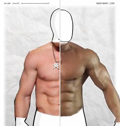 Torso Comparison