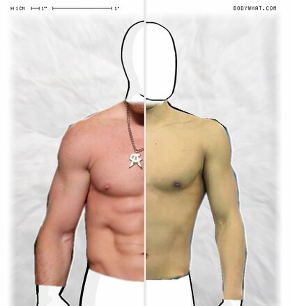 Torso Comparison