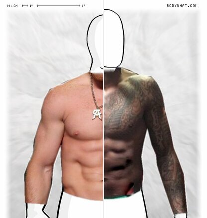 Torso Comparison