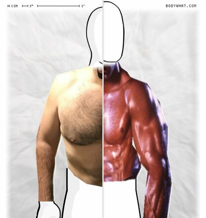 Torso Comparison