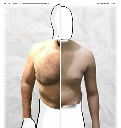 Torso Comparison