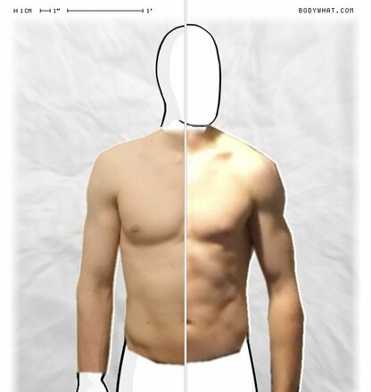 Torso Comparison