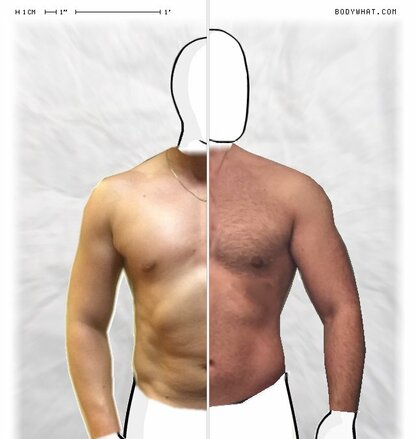 Torso Comparison