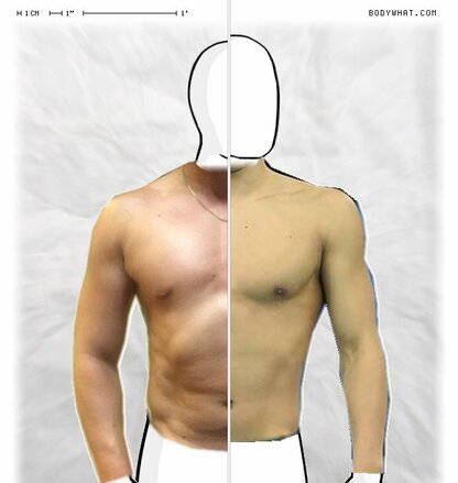 Torso Comparison