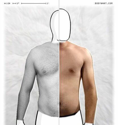 Torso Comparison