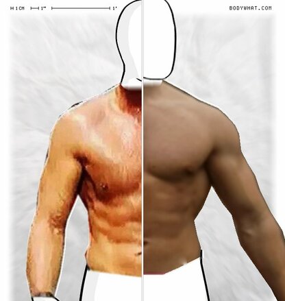 Torso Comparison