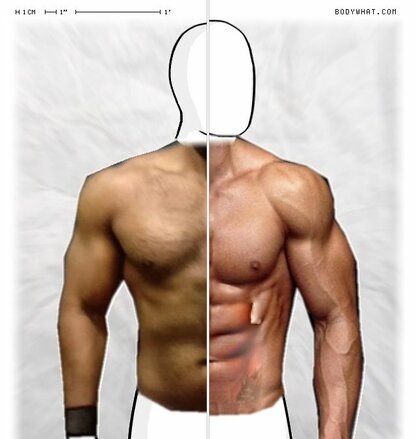 Torso Comparison