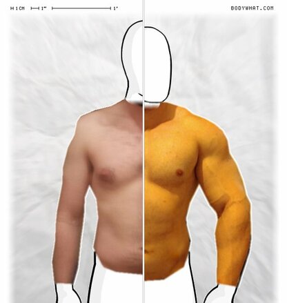 Torso Comparison