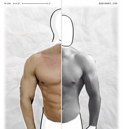 Torso Comparison