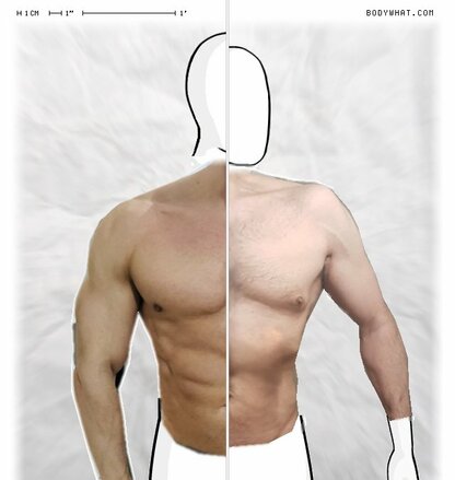 Torso Comparison