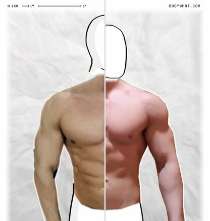 Torso Comparison